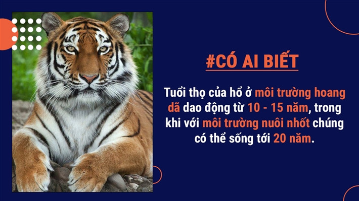 Có khoảng 100.000 con hổ hoang dã lang thang khắp châu Á cách đây một thế kỷ, nhưng ngày nay số lượng đã giảm xuống còn khoảng 3.200 con do nạn săn trộm.