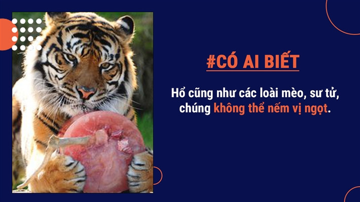 Trung bình chúng có thể tiêu thụ hết 40kg thức ăn chỉ trong một bữa ăn.