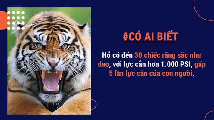 Không chỉ vậy, hổ sở hữu khả năng thị giác tuyệt vời - gấp 6 lần so với khả năng nhìn trong đêm của con người.