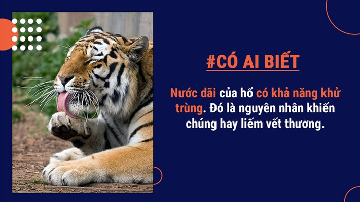 Mèo có khả năng làm sạch toàn bộ cơ thể của nó chỉ bằng cách liếm láp nhưng hổ còn có khả năng độc đáo hơn, chúng có thể khử trùng những vết thương nhỏ của mình bằng cách liếm vết thương.