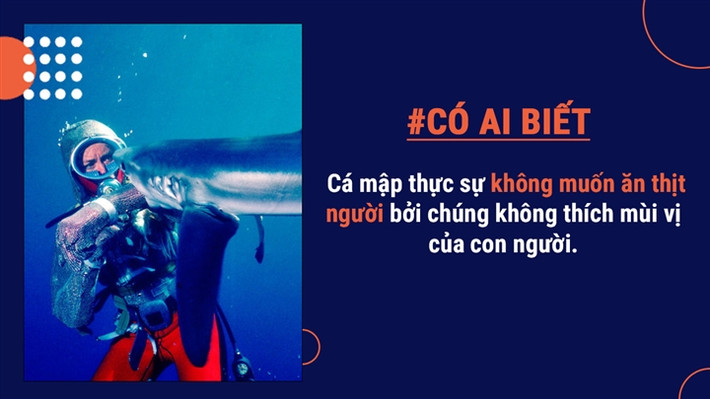 Thực tế thì cá mập ít khi lựa chọn con người làm bữa ăn, trừ khi chúng đói hoặc hiểu nhầm rằng con người là mối nguy hiểm.