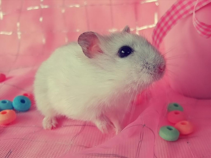 Tuổi Tý: Người tuổi Chuột thực tế không có nhiều lý tưởng trong cuộc sống. Nhưng điều này không có nghĩa là họ không có tài.
