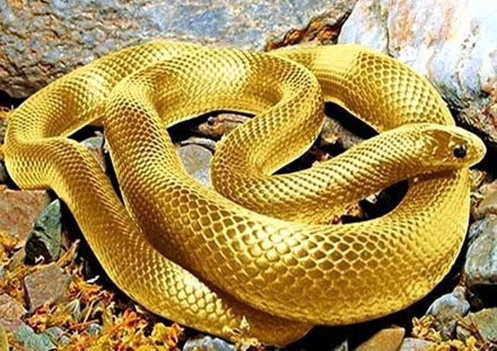 Ngoài ra, con đường tình cảm những người tuổi Tỵ cũng vô cùng thăng hoa bạn sẽ có những giờ phút viên mãn bên nửa kia của mình.