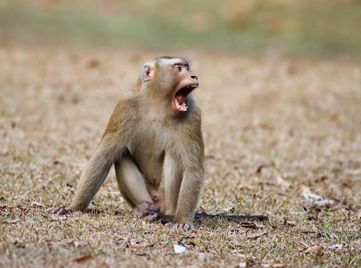 Thân của khỉ đuôi lợn phủ lông dài màu xám. Lông đuôi của chúng rất ngắn, trông giống đuôi lợn.(Ảnh: Animalia)