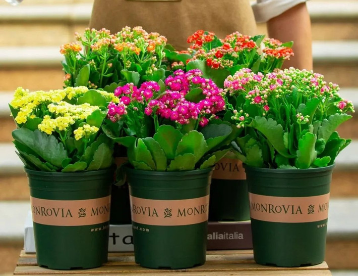 Vậy cho nên, người xưa khuyên nên đặt sống đời trong nhà để mang lại sức khỏe và hạnh phúc cho gia đình. Bên cạnh đó là ý nghĩa cho sự sinh sôi nảy nở, tinh thần đoàn kết của các thành viên.