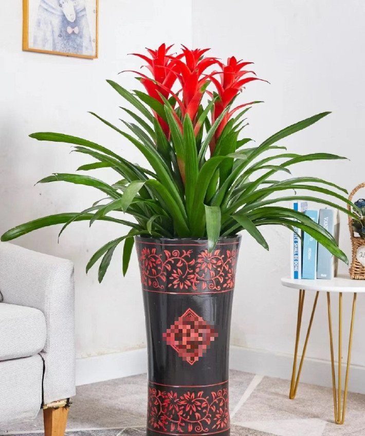 Với hình dạng lá xanh bao quanh 1 bông hoa đỏ rực rỡ đến chói mắt ở giữa, dứa nến cảnh biểu tượng của ngọn lửa ấm áp của tình yêu để mang lại hạnh phúc cho gia đình.