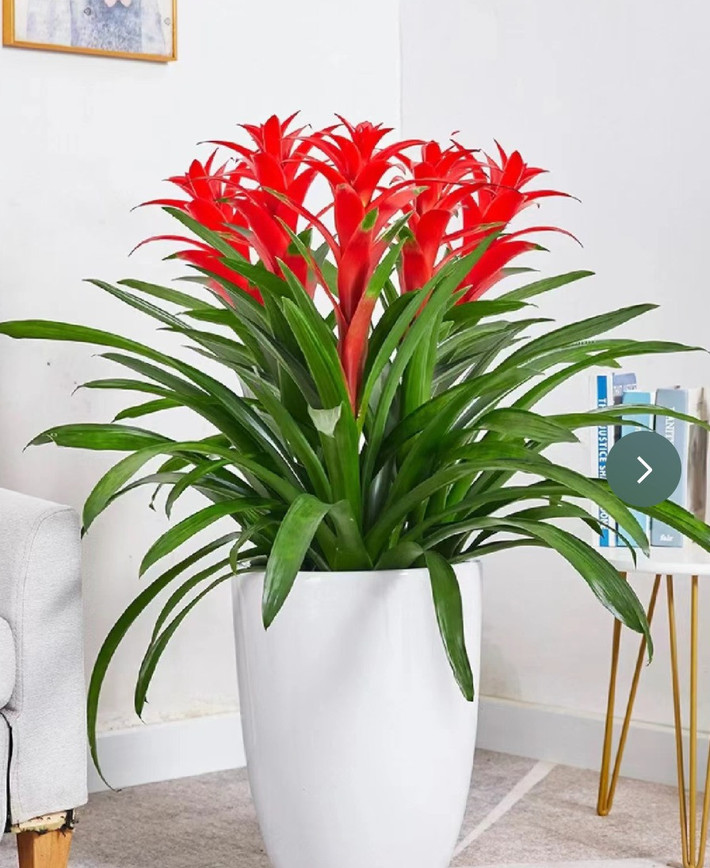 3. Người xưa nói: Dứa cảnh nến đỏ - may mắn liên tục: "Bông hoa lớn màu đỏ" được ưa thích trong đêm Giao thừa đầu tiên phải kể đến dứa cảnh nến (tên tiếng Anh là Chrismas candle).