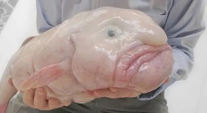 1. Cá Blobfish là một loài cá sống ở vùng nước ở độ sâu từ 600 đến 1.200m, ngoài khơi bờ biển lục địa Australia, New Zealand và Tasmania. Cá Blobfish là một loài động vật có hình thù kì dị, cơ thể ít cơ nên chúng trôi nổi theo dòng nước và ăn bất cứ thứ gì trôi trước mặt nó.