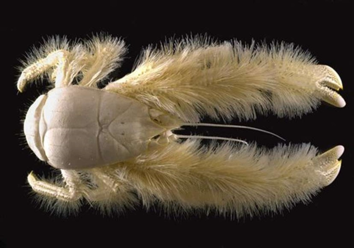 4. Cua tuyết Yeti: Loài cua độc đáo này dài 15cm và được bao phủ bởi một lớp lông vàng hoe. Chúng là loài sinh vật sống ở các vùng biển sâu. Con đầu tiên được tìm thấy sống ở độ sâu 2.200 mét.