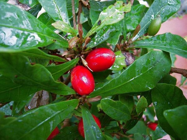 Thậm chí đã từng có thời điểm ngành công nghiệp đường phải chịu áp lực không nhỏ, khi nhu cầu tiêu thụ đường liên tục sụt giảm vì người dân mải thích thú tận hưởng vị ngọt đến từ những thứ vốn không-thể-ngọt.