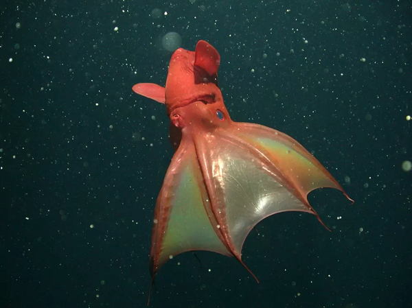 Đây là thành viên duy nhất của họ cephalopod, mang cả đặc tính của mực lẫn bạch tuộc còn sống sót. Mắt của chúng có màu đỏ hoặc xanh tùy thuộc vào ánh sáng. Trên cơ thể mực "ma cà rồng" phủ rất nhiều chất tạo sáng (photophores), cho phép chúng phát quang hoặc biến thành vô hình trong vùng nước tối.