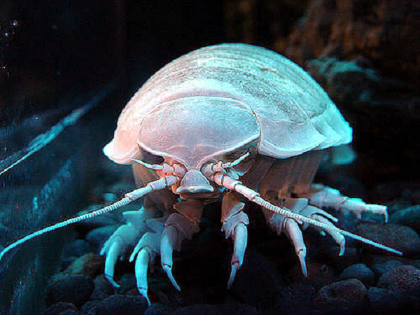 Bọ chân khổng lồ (Giant Isopods) trông giống như một con côn trùng phóng to. Con vật này thuộc họ giáp xác (tựa như pha trộn giữa tôm và cua), có tên khoa học là Bathynomus giganteus, sống ở vùng nước sâu và lạnh ở Đại Tây Dương.
