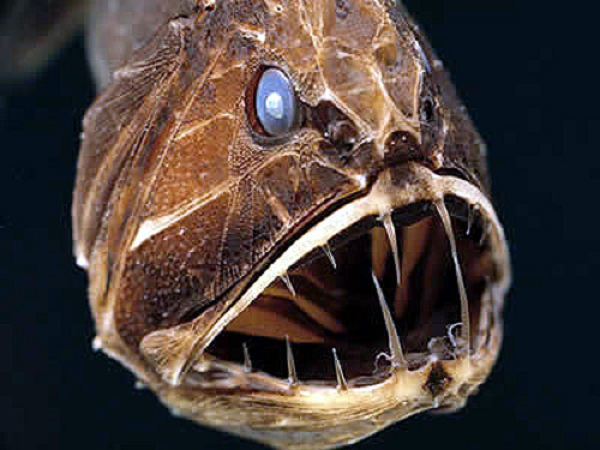 Cá răng nanh (Fangtooth) còn được biết đến với cái tên Anoplogaster. Mặc dù trông như một con quỷ thực sự, cá răng nanh khá nhỏ, chỉ dài tối đa 16 cm. Thân hình ngắn ngủi, sẫm màu, đầu to, miệng rộng, đầu còn có nhiều lỗ rỗng, nhờn cách nhau bởi những gờ răng cưa.