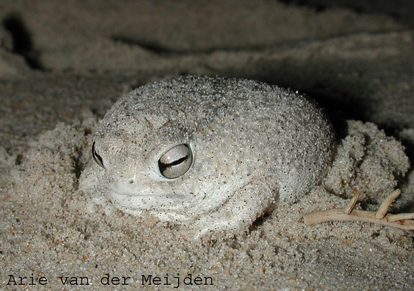 Ếch mưa sa mạc (Desert Rain Frog) là một trong những loài ếch kỳ dị và hiếm gặp nhất trên thế giới. Chúng có cách phòng vệ đặc biệt khi phát ra những âm thanh gào thét vô cùng "ghê rợn". Đảm bảo đây là âm thanh "đáng sợ" nhất mà bạn từng nghe được trên đời.