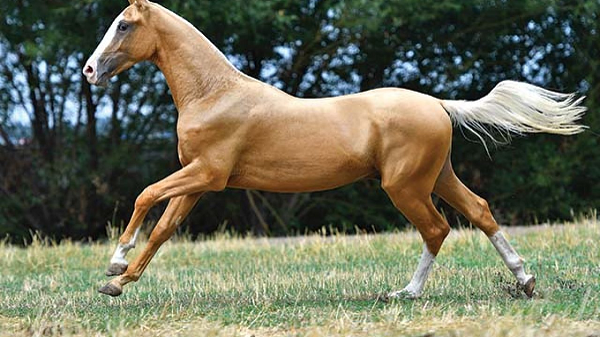 Tuy có nguồn gốc từ Turkmenistan - một quốc gia thuộc vùng Trung Á nhưng Hãn Huyết Mã lại trở thành loài ngựa huyền thoại ở Trung Quốc từ thời xa xưa. Và cái tên Hãn Huyết Mã của chúng cũng xuất phát từ thời ấy bởi tương truyền mỗi khi cất vó, loài ngựa này tiết ra một thứ mồ hôi có màu đỏ như màu máu phủ kín cơ thể.