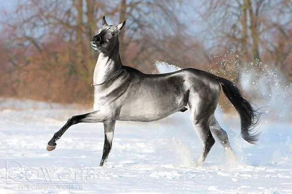 Mặt và đầu của Akhal-Teke thuôn dài như quả hạnh và rất cân đối. Mũi của chúng rộng nhưng tai lại rất mảnh, làn da mỏng đến độ trong suốt. Đặc biệt, đa số mắt của loài ngựa này đều có màu xanh cẩm thạch vừa rất ma mị lại vừa rất đẹp.
