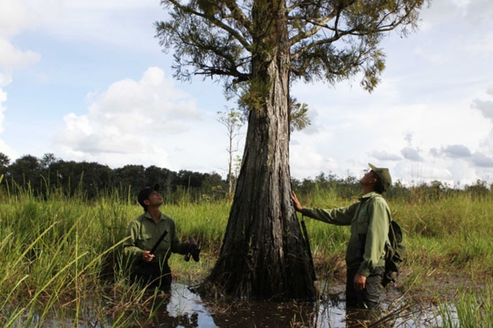 Thủy tùng nằm trong danh sách "Cực kỳ nguy cấp" của Sách Đỏ IUCN và Việt Nam do khai thác trái phép và mất môi trường sống. (Ảnh: Báo Đắk Lắk)