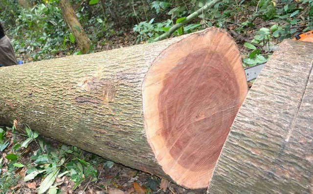 Cây chứa tinh dầu quý với thành phần chính là long não, mang hương thơm đặc trưng và có giá trị y học, mỹ phẩm và xua đuổi côn trùng. (Ảnh: govi)