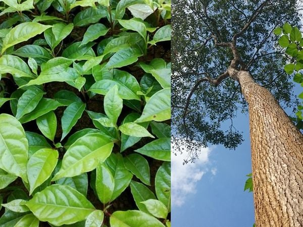 Vì lý do đó, loài cây này đã được xếp vào danh mục thực vật rừng nguy cấp, quý hiếm theo Nghị định 31/2006/NĐ-CP của Chính phủ. (Ảnh: hoathomcola.vn)