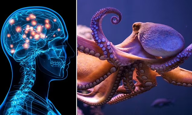 Những gene này có khả năng tự sao chép và di chuyển trong bộ gene, giúp tăng cường khả năng nhận thức, học tập và trí nhớ. (Ảnh: dailymail)