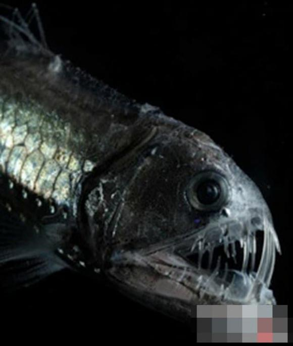 11. Viperfish: Với nụ cười đáng sợ, giống một con quái vật trong phim, Viperfish là một kẻ săn mồi ngoài đời thực ẩn nấp ở một trong những nơi xa xôi nhất trên thế giới.