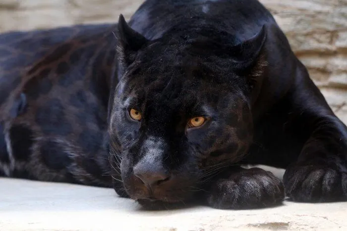 4. Jaglion: Đây là một sự kết hợp hiếm gặp giữa báo đực và sư tử cái. Trong đó, Jahzara và Tsunami là hai cá thể duy nhất được biết đến, ra đời ở Khu bảo tồn Động vật hoang dã Bear Creek, Ontario, Canada.