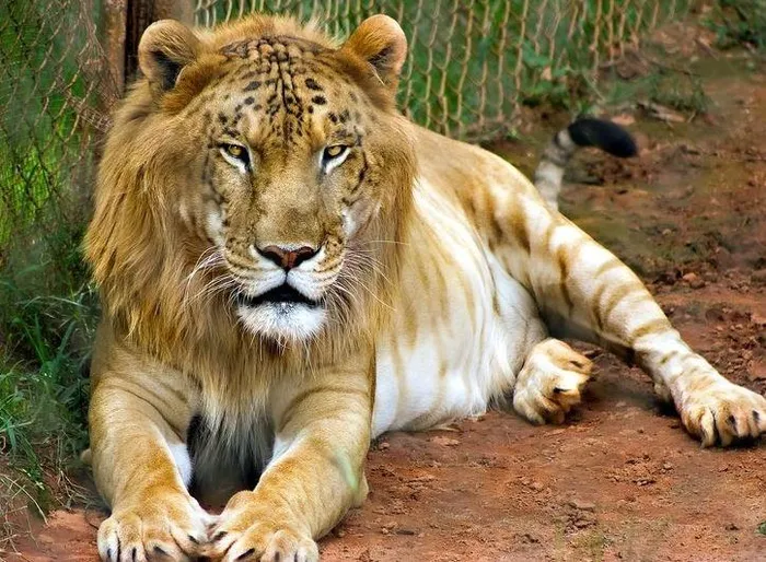 Tigon nhỏ hơn nhiều so với sư tử, và chúng có xu hướng nhỏ hơn cả bố và mẹ của chúng. Chúng thường trông giống bố hổ hơn, nhưng chúng có những đặc điểm từ mẹ sư tử, chẳng hạn như khả năng gầm thét và tình yêu xã hội hóa.