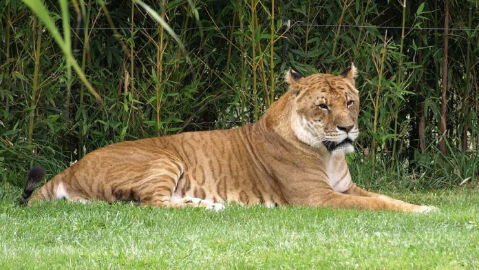 2. Tigon: Động vật lai giữa hổ đực và sư tử cái. Tigon về cơ bản là một con vật giống hệt như một con liger. Rốt cuộc, cả hai đều là hỗn hợp của sư tử và hổ.Tuy nhiên, khi một con hổ đực giao phối với một con sư tử cái, con cái kết quả là một con hổ cái.