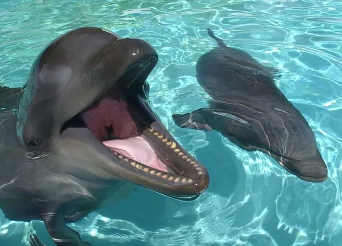 5. Wholphin: Động vật lai giữa cá ông chuông đực và cá heo cái. Cá ông chuông có ngoại hình giống cá voi sát thủ, nhưng chung họ với cá heo.