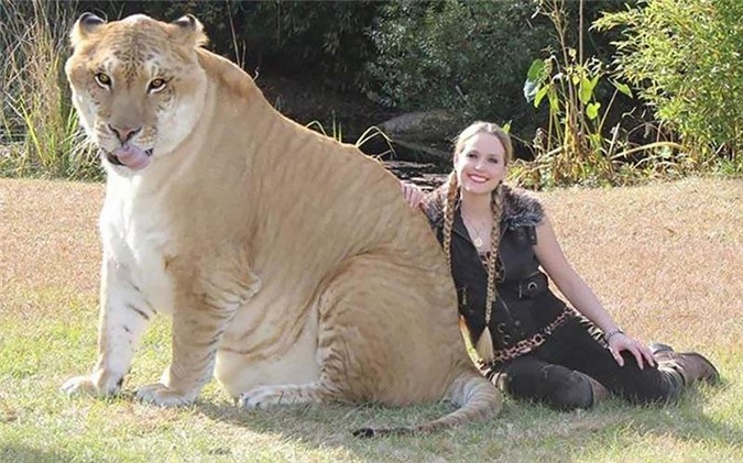 1. Liger: Động vật lai giữa sư tử đực và hổ cái. Liger có lẽ là loài động vật lai nổi tiếng nhất trong tất cả các loài và là loài lớn nhất trong số các loài mèo lớn. Ligers thường lớn hơn nhiều so với bố hoặc mẹ. Con vật liger không béo phì lớn nhất trên thế giới nặng 1.000 pound và con nặng nhất từng được ghi nhận nặng tới 1.600 pound.