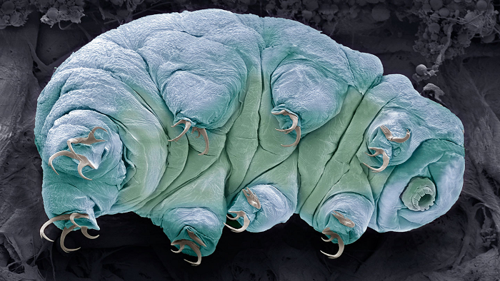 Như vậy chúng không hề già đi khi ngủ đông, trong khi những con Tardigrades không bị đóng băng vẫn liên tục già đi. Không khác những gì truyện cổ tích mô tả về công chúa ngủ trong rừng. Sau nhiều giấc ngủ đông dài, nhóm Tardigrades thứ nhất vô tình đã trẻ hơn về tuổi sinh học so với nhóm đối chứng, vì thế chúng sống lâu hơn.