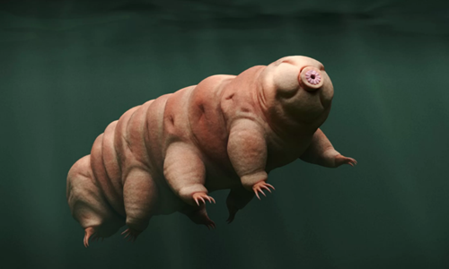 Được các nhà khoa học so sánh với "công chúa ngủ trong rừng", Tardigrades có vẻ ngoài kỳ dị, nhỏ bé này từng được các nhà khoa học khắp thế giới tìm thấy trong tình trạng khỏe mạnh ở những nơi cực đoan nhất: Giữa sông băng, trong hồ núi lửa sôi sùng sục, giữa hoang mạc không nước, vùi dưới nơi không có không khí.