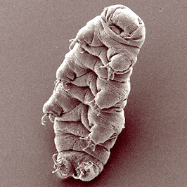 Để tìm hiểu và chứng minh, nhóm của tiến sĩ Sieger đã nuôi 2 nhóm Tardigrades thuộc loài Milnesium inceptum.
