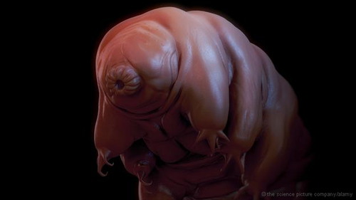 Kết quả này cũng góp thêm lời giải thích về cách mà Tardigrades đã vượt qua những môi trường khó sống nhất thế giới, bao gồm những giai đoạn không có không khí, thức ăn... nhưng vẫn hồi sinh ngoạn mục.