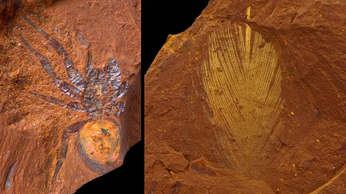 Hellas Planitia, Isidis Planitia và Jezero Crater có thể là những miền đất phù hợp nhất cho dạng sống đó, cũng là nơi các tàu vũ trụ nên hướng tới nếu muốn khai quật hóa thạch của sinh vật cổ đại.