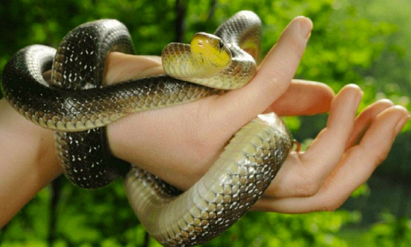 Mơ thấy rắn mang nhiều ý nghĩa khác nhau. Nếu bạn thấy sợ hãi, điều này chứng tỏ có thể gặp một người xấu ảnh hưởng không tốt tới cuộc sống hoặc bạn đang gặp mối đe dọa trực tiếp. Nếu nó ở trong nhà, hãy cẩn thận với những tác nhân gây áp lực có thể ở ngay trong nhà mình. Nếu nó ở ngoài trời, đó có thể là một dấu hiệu để cởi mở và giải quyết mọi việc với ai đó.