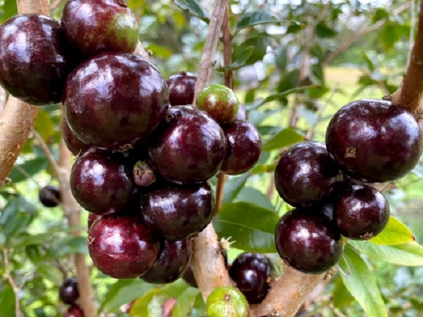 Plinia Cauliflora (nho thân gỗ) là một loại quả thuộc họ đào kim nương, có nguồn gốc từ Đông Nam Brazil. Plinia Cauliflora có vẻ ngoài giống hệt nho, nhưng vỏ dày hơn. Trái khi chín màu tím, thịt trắng, vị ngọt thơm.