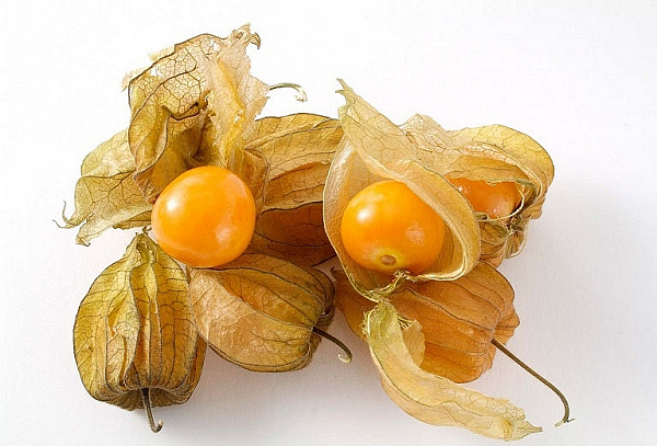 Trái tầm bóp thuộc họ cây bạch anh, bắt nguồn từ Nam Mỹ. Quả được bọc ngoài bởi một lớp lá trong suốt, sẽ chuyển màu từ xanh sang vàng đậm khi chín, lúc ăn có vị giống cà chua.
