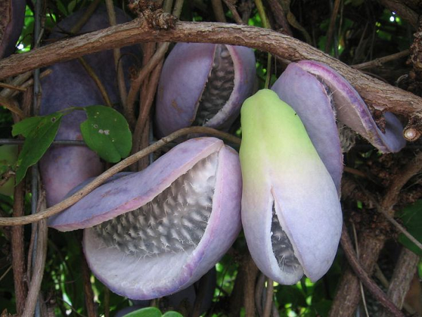 Quả Akebia rất phổ biến ở Nhật Bản, vị gần giống dâu rừng, thường được dùng trong các món tráng miệng. Ngoài ra, vỏ của quả Akebia cũng được sử dụng nhồi vào thịt để tạo hương vị.
