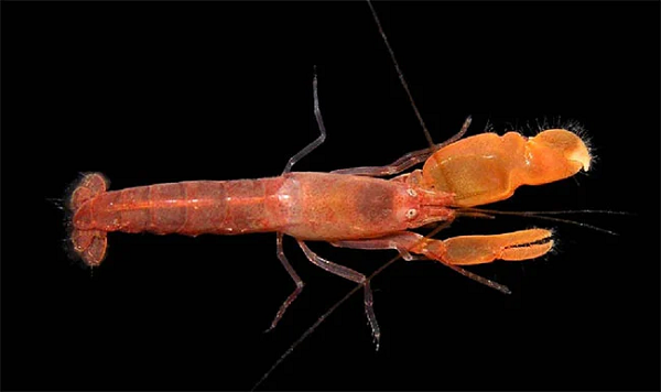 Tôm súng lục (Alpheidae) hay còn gọi là tôm gõ mõ, tôm pháo là một họ tôm dường như được sinh ra để…chiến đấu. Chúng sở hữu một cặp càng bất đối xứng, trong đó, chiếc càng lớn đóng vai trò như "vũ khí siêu thanh" dùng để săn mồi.