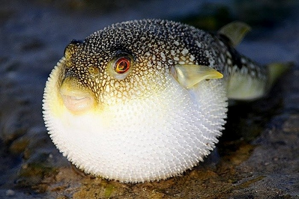Cá nóc Fugu được giới sành ăn coi là một trong những sơn hào hải vị đắt bậc nhất hiện nay với mức giá trên trời là 280 USD cho một suất 8 – 10 miếng, thưởng thức tại nhà hàng 3 sao Michelin.