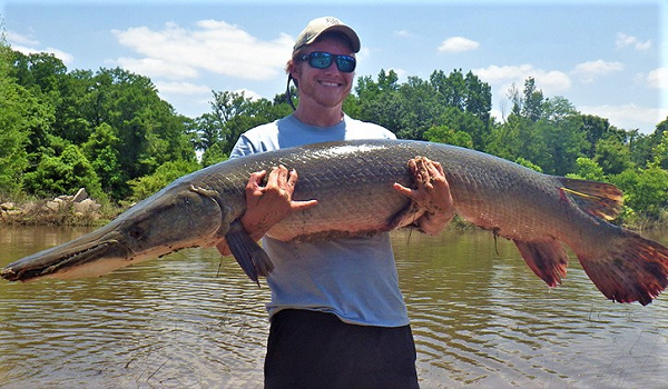 Hàm trên của Alligator Gar có một hàm răng kép lớn và rất sắc, được sử dụng để cắn và giữ con mồi. Loài này có mang nhưng chúng cũng có một loại phổi đặc biệt, giúp bổ sung hô hấp. Hơn nữa, bàng quang của Alligator Gar có cấu tạo đặc biệt, không những giúp chúng nổi trong nước và còn cho phép chúng có thể lấy oxy trong không khí.