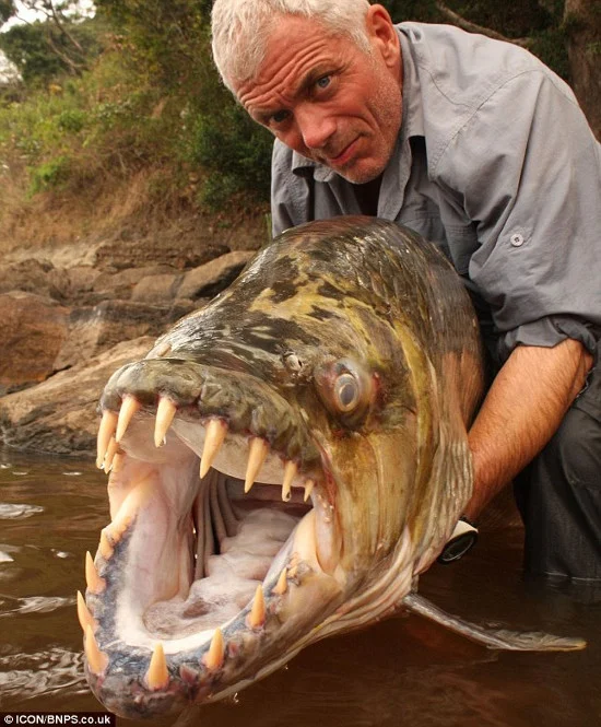 Goliath (Cá hổ Congo) có chiều dài lớn nhất gần 2m, cân nặng khoảng 30kg, con thủy quái này có thể dễ dàng xé nát một con mồi lớn chỉ trong vài giây. Miệng của con quái vật này được trang bị hàm răng sắc nhọn, như những lưỡi dao dài tới 5cm.