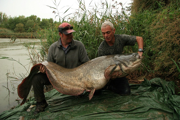 Goonch (Cá da trơn Ấn Độ) có chiều dài gần 2m và cân nặng khoảng 70kg. Loài thủy quái nước ngọt này cũng có một cái miệng khổng lồ cùng hàm răng tuy nhỏ nhưng sắc như dao cạo có thể "xử đẹp" bất kỳ con mồi nào.