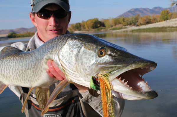 Muskellunge (Cá chó) có một thân hình thon dài và bộ hàm lớn với những chiếc răng nanh lớn cùng hàng trăm răng nhỏ sắc như dao cạo, có thể gây ra những vết thương cực kỳ nghiêm trọng cho con mồi.