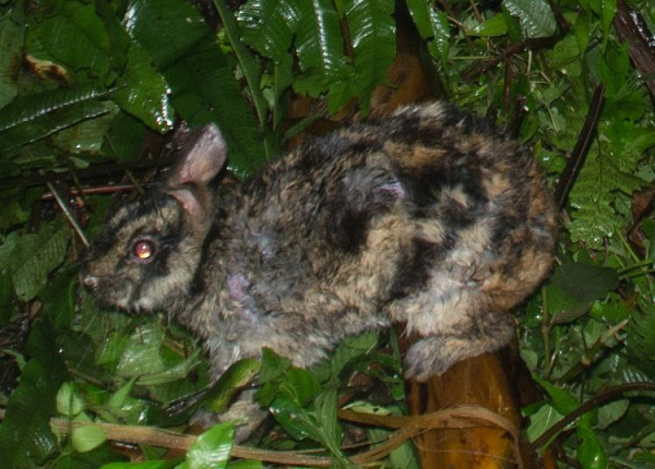 Do được liệt kê là loài nguy cấp trong Sách đỏ IUCN nên các quần thể Thỏ vằn Trường Sơn mới được phát hiện có giá trị bảo tồn và đảm bảo mức độ bảo vệ cao nhất.