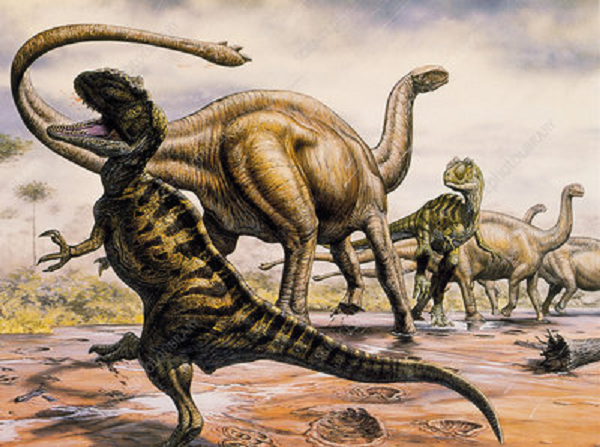 Dài khoảng 9.5-11 m và nặng tầm 3 tấn, Shunosaurus có cổ tương đối ngắn (so với các loài khủng long chân thằn lằn khác) và có hộp sọ ngắn và sâu, với các răng hình thìa tương đối khỏe.