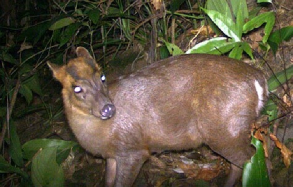 Trong đó, có loài mang Trường Sơn (Muntiacus truongsonensis) hiện đang trong tình trạng nguy cấp thuộc sách đỏ IUCN năm 2016, đây là một loài thuộc họ hươu nai.