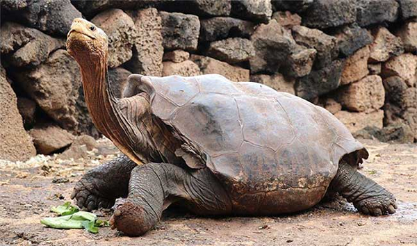 Rùa Galapogos là một trong những loài rùa lớn nhất trên thế giới và thọ đến 170 tuổi. Để tồn tại được trong điều kiện khí hậu khắc nghiệt ở Galapogos chúng phải học cách sống 1 năm mà không cần ăn uống.