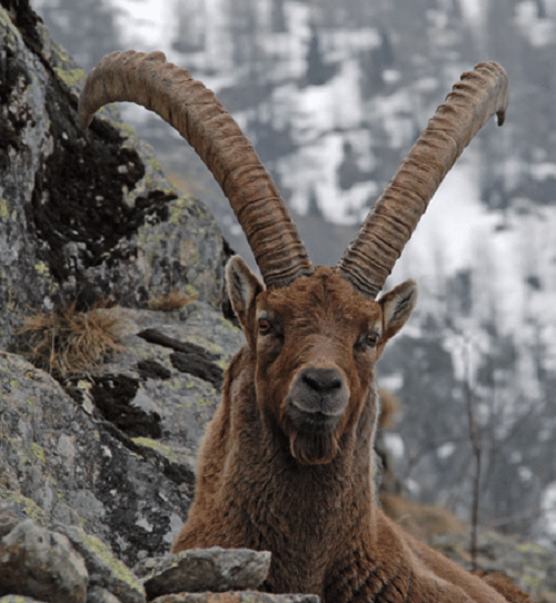 Một nguồn muối quý mà chỉ loài dê Ibex mới có thể tiếp cận được tìm thấy trên các bức tường trên con đập như của Cingino. Ettringite, còn được gọi là muối Candlot, là một canxi alumi no-sunfat được hình thành trong quá trình thủy hóa xi măng poóc lăng.